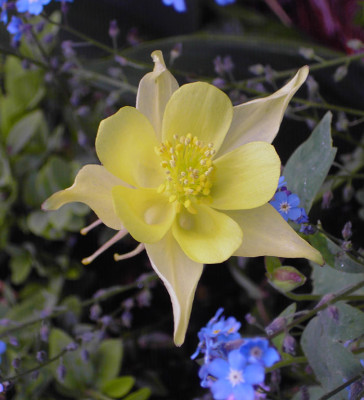 Aquilegia_Bluete_gelb-3.jpg