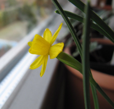 Nacissus_calcicola_120309.jpg
