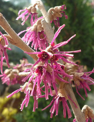 Hamamelis_Amethyst_M.jpg