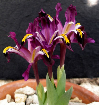 comp_Iris_rosenbachiana_09.03.12.jpg