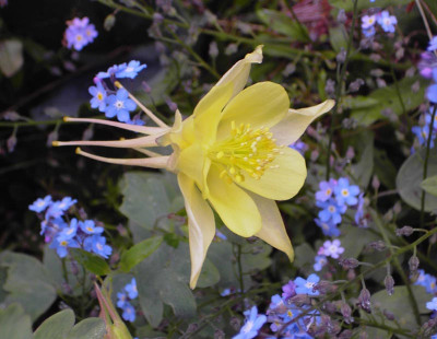 Aquilegia_Bluete_gelb-2.jpg