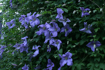 Cl.vit.Emilia_Plater3911.jpg