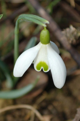 Galanthus_norm_12__9788.jpg