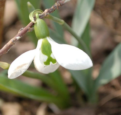 Galanthus_maen_12__9782.jpg
