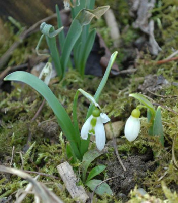 Galanthus_12__9789.jpg