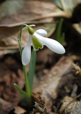 Galanthus2_12__9775.jpg