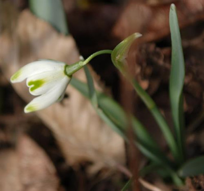 Galanthus_gruen_12__9780.jpg