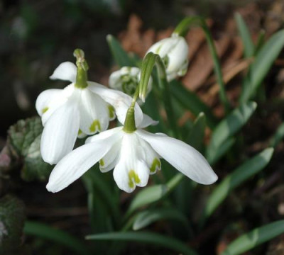 Galanthus_gefuellt_12__9777.jpg