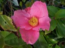 Reticulata.Samling.resized.128.jpg