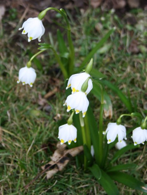 leucojum1.jpg