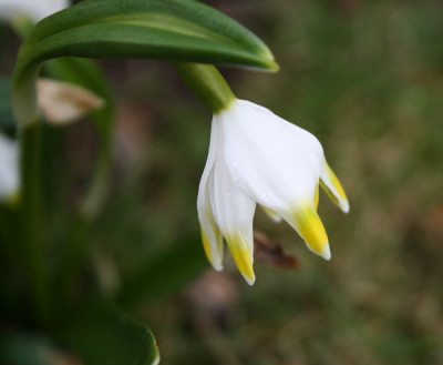 leucojum3.jpg