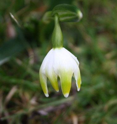 leucojum4.jpg