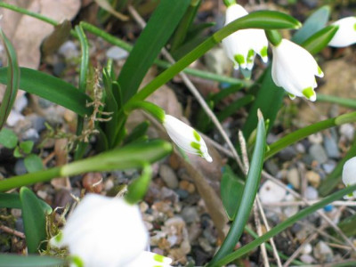 Leucojum_grun-ax2012.jpg