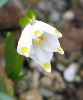 leucojum-gel-ax.jpg