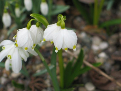 leucojum-double-ax.jpg