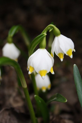 leucojum5.jpg