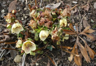 Helleborus_gelb_an_12_9801.jpg