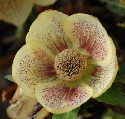 Helleborus_gelb_an1_12__9802.jpg