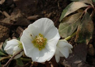 Helleborus_niger_12__9796.jpg