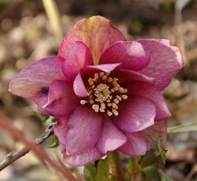 Helleborus_rosa_12__9748.jpg
