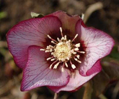 Helleborus_hro_sp_12__9751.jpg