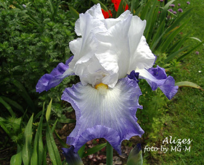 Imgp9355-Aliz.jpg