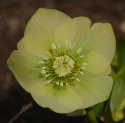 Helleborus_gelbgruen_12__9755.jpg