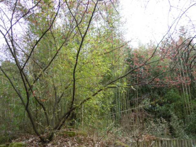 BambusZaubernusswald.JPG