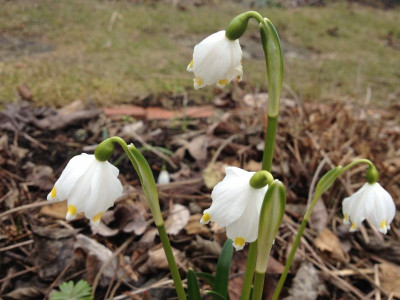 leucojum2012_gelb_zg.jpg