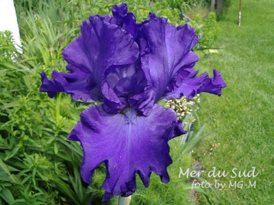 Imgp9389-MdSud.jpg