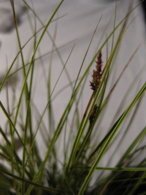 IMG_3592_carex_2.jpg