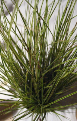 IMG_3590_carex_3.jpg