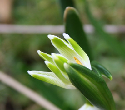 leucojum7.jpg