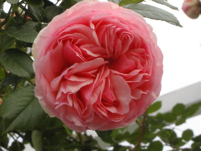Eden-Rose.jpg