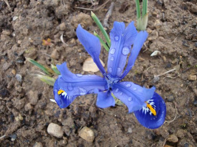 Iris_11.3.2012.JPG