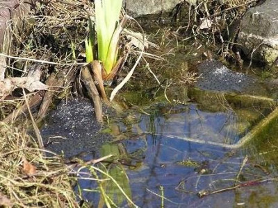 teich080312.JPG