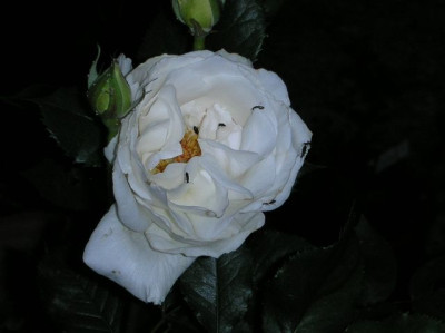 margaretmerill.jpg