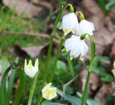 leucojum8.jpg