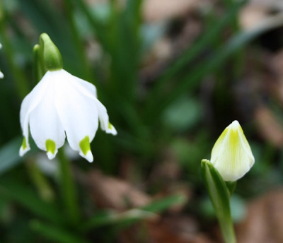 leucojum9.jpg