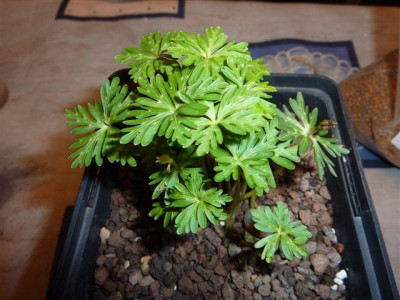 Eranthis_pinnatifida_5_St.jpg