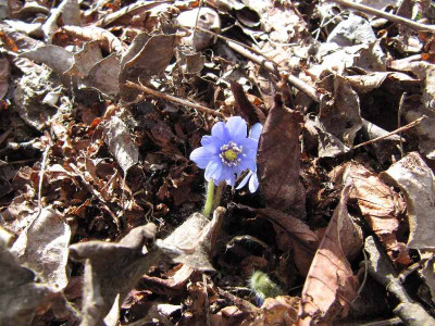 erstes_Hepatica_120311.jpg