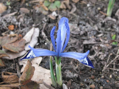 Iris_11.3.12_ue.jpg