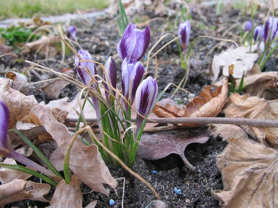 Crocus_11.3.12_ue.jpg