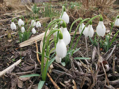 Galanthus_11.3.12_ue.jpg