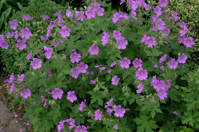 Geranium2208a.jpg