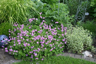 Geranium3510.jpg