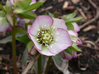 helle_2012-03-10_449.jpg