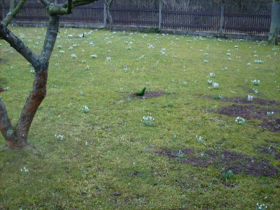 Schneegloeckchen_11032012.jpg