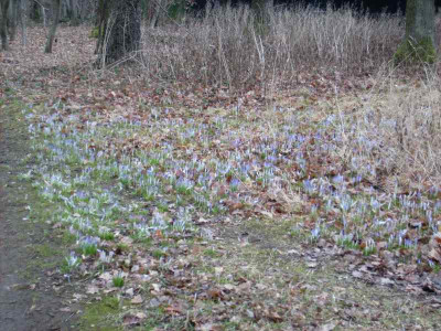 Krokusse_nah_11032012.jpg