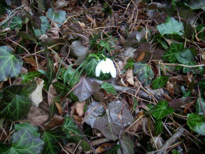 Schneegloeckchen_Efeu_12032012.jpg